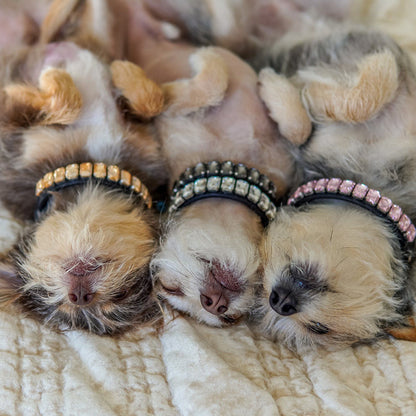 Pet Dog Luxury Rhinestone Collar